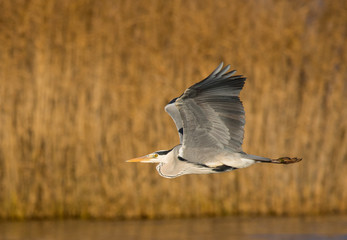 Wall Mural - grey heron in flight