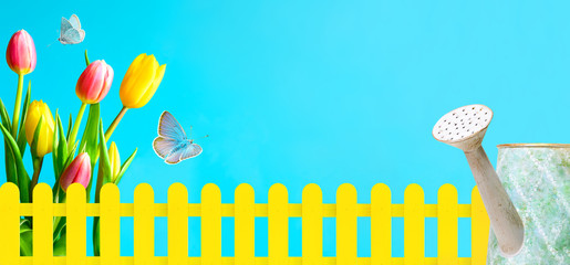 Wall Mural - Spring gardening background. Growing tulips and flying butterflies, yellow fence and watering can on blue background. Gardening theme background. Copy space.