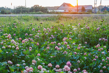 flowering meadow clover on a bright sunny spring day, spring mood, clover honey plant, close-up, selective focus, clover field