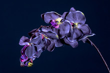 Violet Orchid Flower On Black Background Close Up..