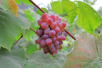 mature grapes on vines, North China