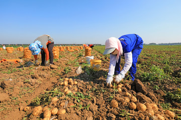 Wall Mural - Farmers harvest potatoes in the fields, Luannan County, Hebei Province, China.