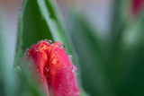 Fototapeta Tulipany - Spring tulip flower buds close up. Beautiful fresh dew drops and bright morning light. Vibrant warm colors, shallow depth of field. Feminine soft and delicate background.