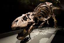 Old Dinosaur Skeleton In Museum