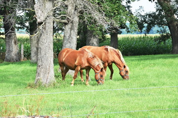 Two Palominos Grazing