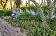 USA, PHENIX, ARIZONA- NOVEMBER 17, 2019: A Group Of Succulent Plants And Cacti In The Phoenix Botanical Garden, Arizona, USA