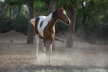 Sticker - marwari horse in the field