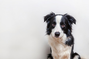 Funny studio portrait of cute smilling puppy dog border collie isolated on white background. New lovely member of family little dog gazing and waiting for reward. Funny pets animals life concept