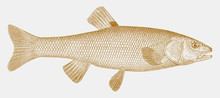 Creek Chub, Semotilus Atromaculatus, A Fish From The Eastern North America In Side View