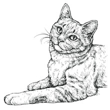 Hand Drawn Portrait Of Cute Cat. Vector Illustration Isolated On White
