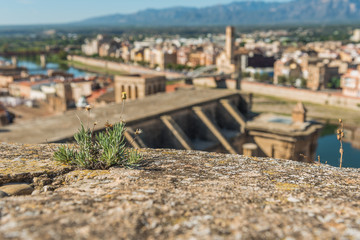 Wall Mural - Green plant growing on a building, the Cathedral Tortosa behind, Catalonia, Tarragona, Spain. With selective focus.