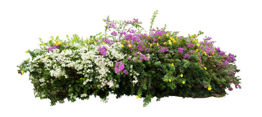 flower vine bush tree isolated t on white background.