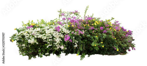 Fotografía Flower vine bush tree isolated t on white background.