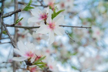 Wall Mural - background flowers of the almond tree blooming in spring close up