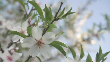 Wall Mural - background flowers of the almond tree blooming in spring close up