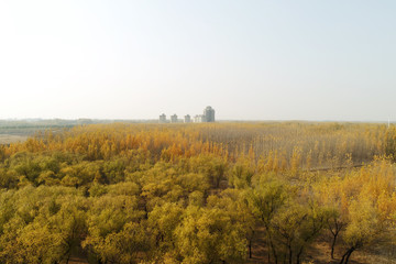 Canvas Print - Forestry scenery, aerial photographs