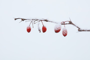 Canvas Print - Snow on the Berberis thunbergii fruit