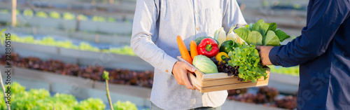 Fotomural Two young asian man picking up fresh organic vegetable with basket together in the hydroponic farm beautiful, harvest and agriculture for healthy food and business concept, banner website
