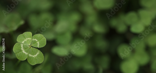 Good luck four leaf clover standing out from a field of clovers Tableau sur Toile