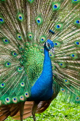 peacock with feathers out