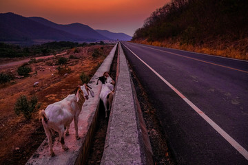 Goats on the edge of the embankment at sunset