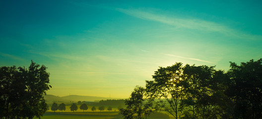 Wall Mural - Germany, Frankfurt, Sunrise, a large tree in a forest