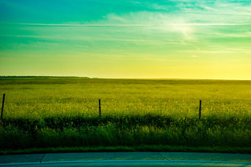 Wall Mural - Germany, Frankfurt, Sunrise, a close up of a lush green field