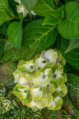 Wall Mural - Beautiful hydrangea Bush