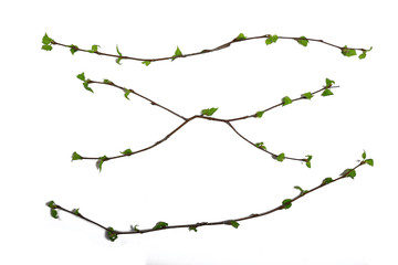 Wall Mural - white background branches small leaves spring / isolated on white young branches with buds and leaves, spring frame