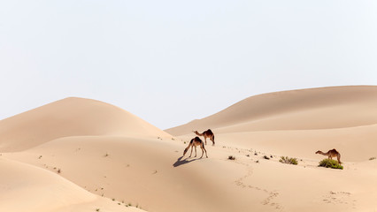 Wall Mural - Middle eastern camels in the desert in UAE	