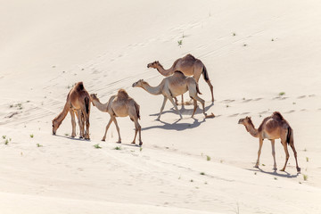 Wall Mural - Middle eastern camels in the desert in UAE	