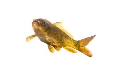 Wall Mural - Golden Carp fish on a white background 