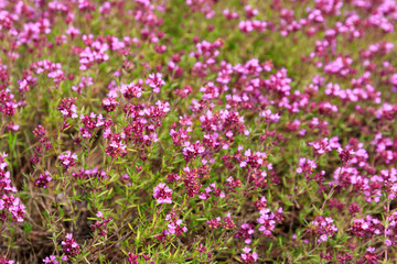 Canvas Print - Purple wild thyme flowers on a meadow