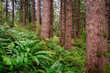 Trees and ferns in a forest in Portland, Oregon