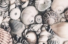 Shell Collection In Grey Colors