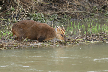 Wall Mural - A stunning stag Muntjac Deer, Muntiacus reevesi, standing in a river eating the new green shoots of reeds growing along the waters edge.