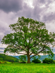 Massive oak tree(Quercus robur) in spring, on the edge of a meadow with dandelions.