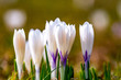 A group of white crocuses on a mountain meadow.