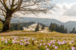 A mountain meadow full of white and purple crocuses with snowy mountains in the background and a tree on the side.