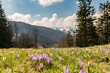 A mountain meadow full of white and purple crocuses with snowy mountains in the background.