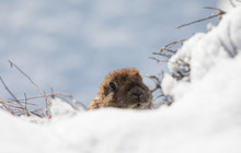 Marmot In The Snow In Winter,Groundhog Day