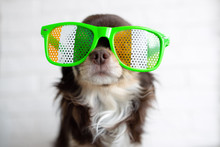 Funny Chihuahua Dog In Glasses For St Patrick Day