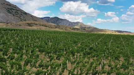 Wall Mural - Aerial beautiful view of mountain vineyard in Crimea, 4k