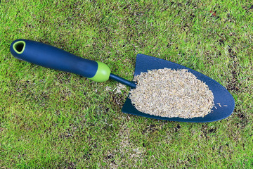 Wall Mural - Garden trowel full of lawn seed sat on a new growth of grass.