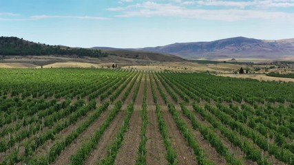 Wall Mural - Aerial beautiful view of mountain vineyard in Crimea, 4k