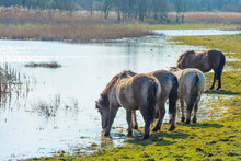 Horses In A Field Along A Lake In A Natural Park In Sunlight In Winter