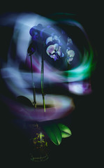Wall Mural - Dark studio photo, orchid beautifully lit with lines of light, long exposure.