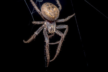 Spider on black background ( Nuctenea umbratica ),  the walnut orb - weaver spider - macro, closeup