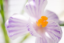 Purple White Crocus Flower Closeup Open Bud With Orange Stamens And Pistils.