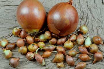 Two big sweet onions and many small onions on a fabric background, Yellow onion on fabric background